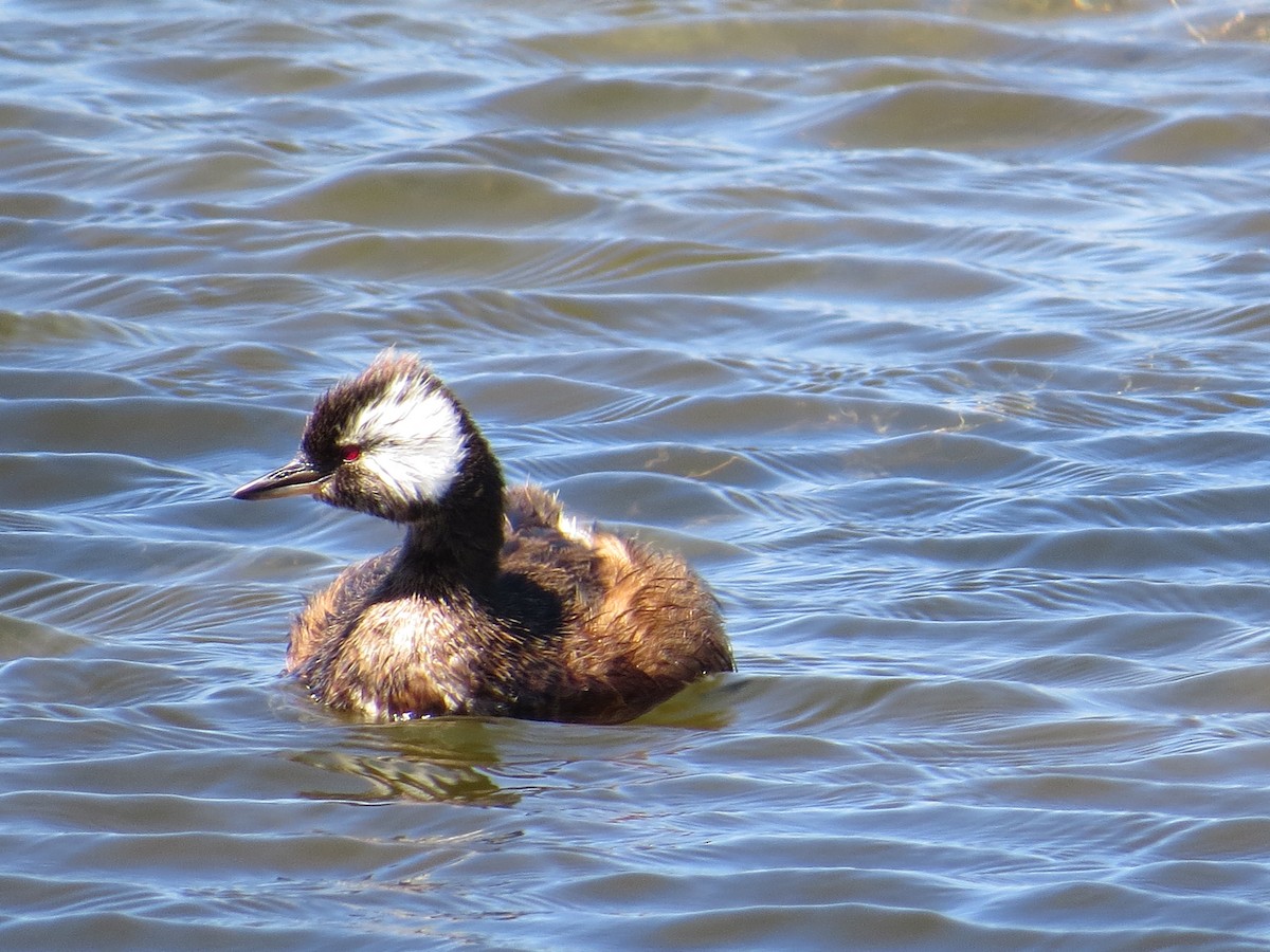 White-tufted Grebe - ML647018410