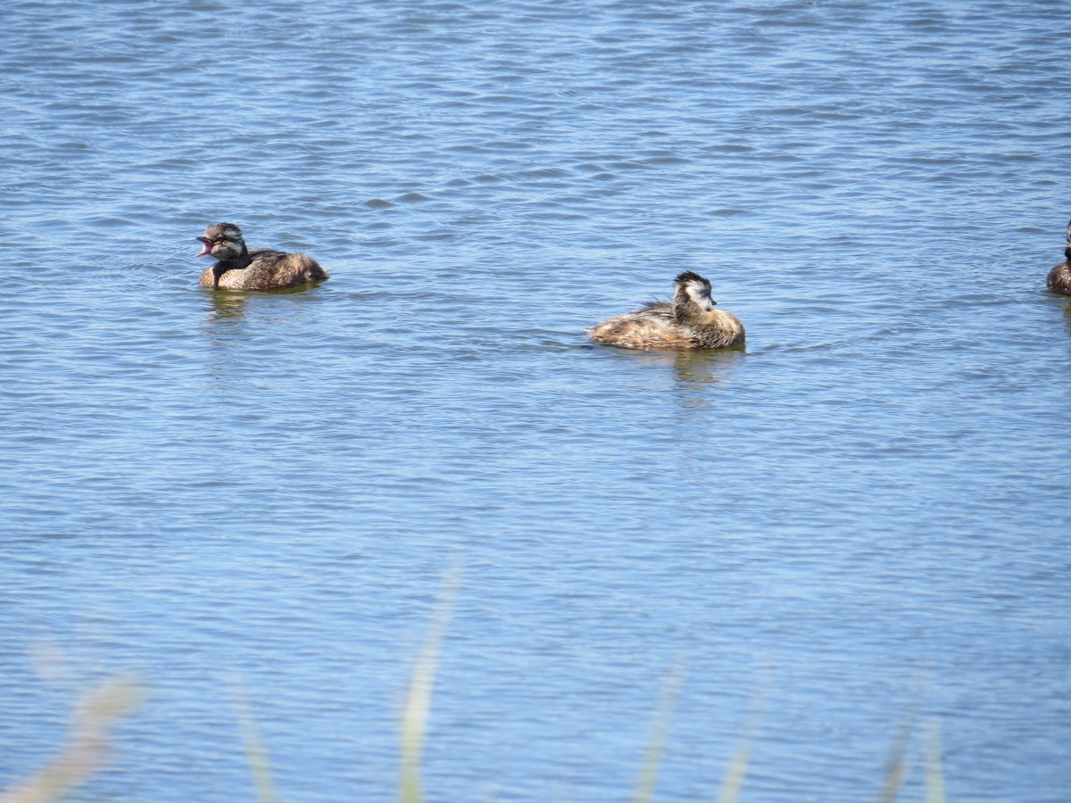 White-tufted Grebe - ML647018411