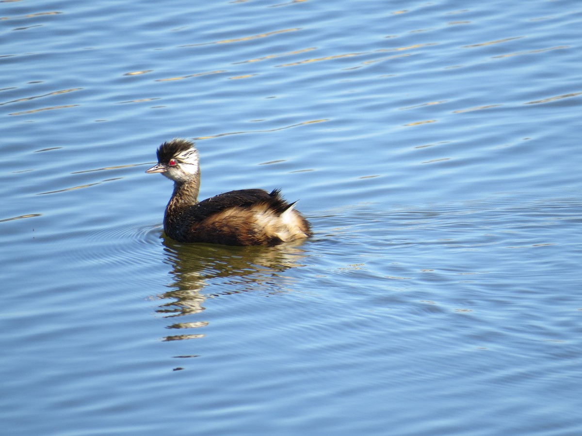 White-tufted Grebe - ML647018412