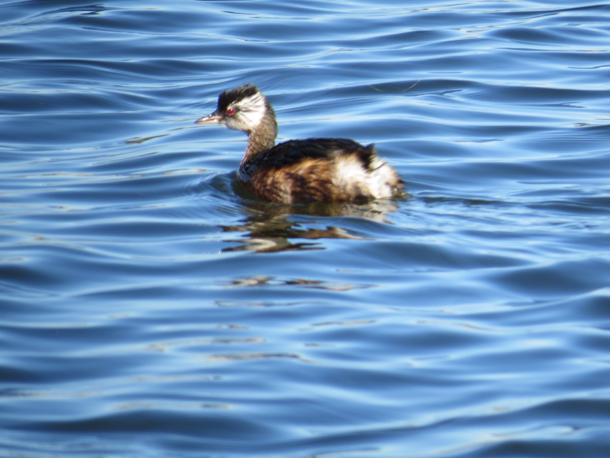 White-tufted Grebe - ML647018413