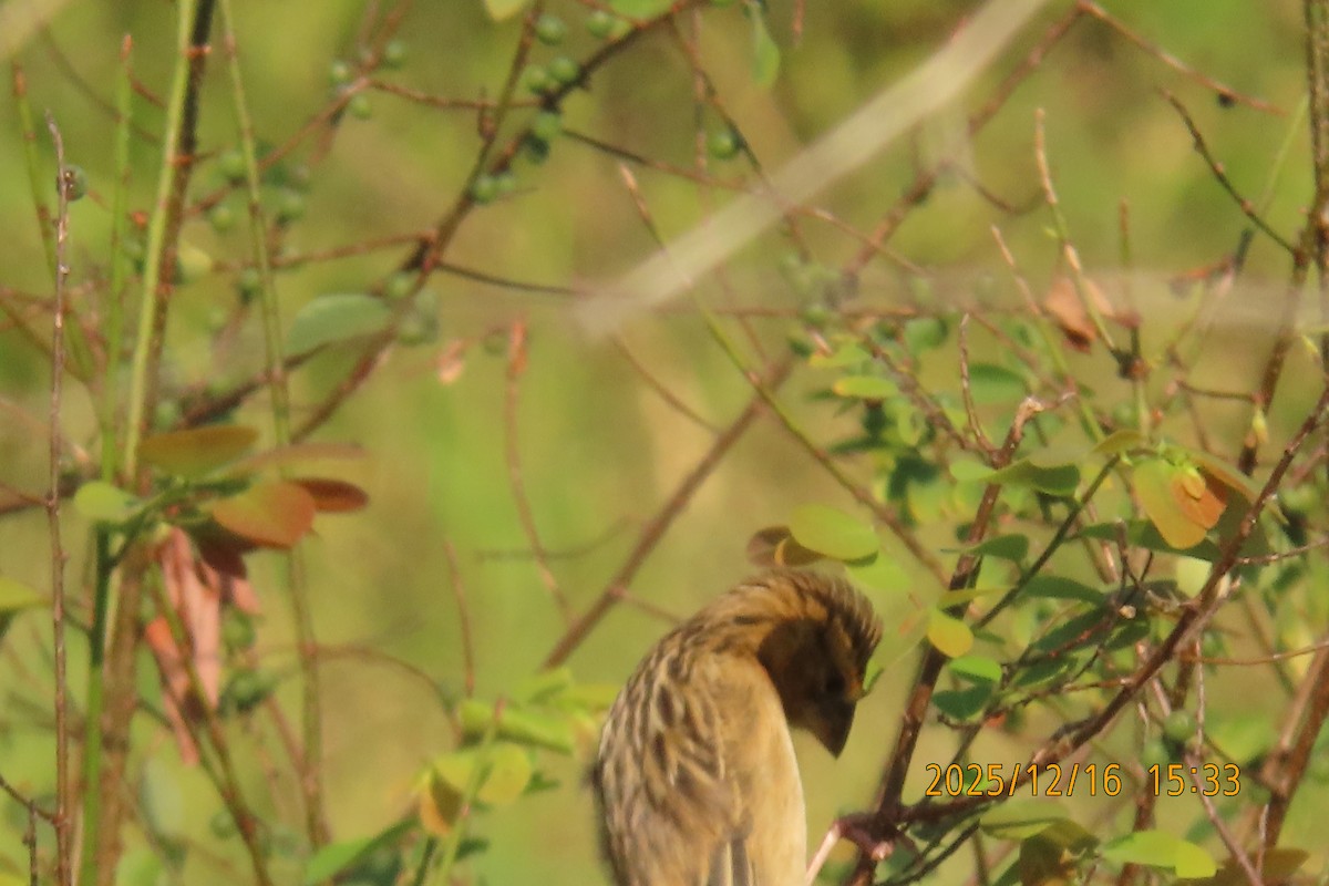 Ткачик золоточеревий - ML647018423
