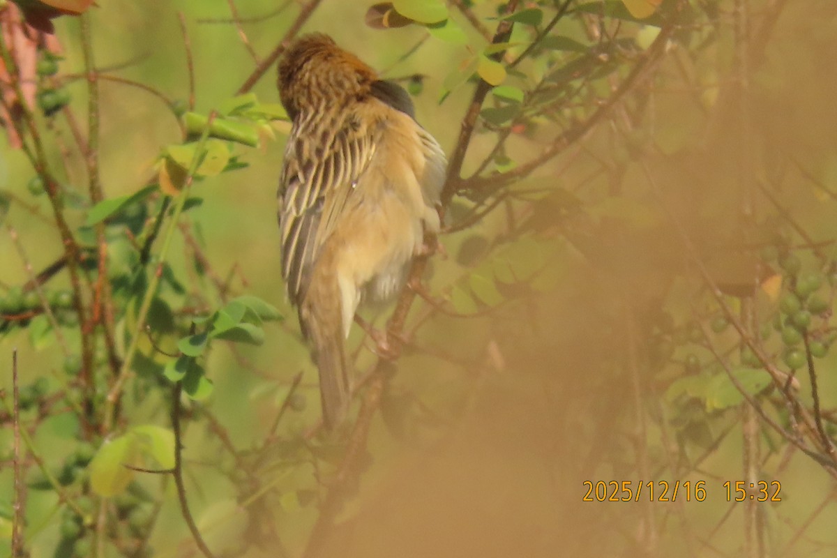 Ткачик золоточеревий - ML647018424