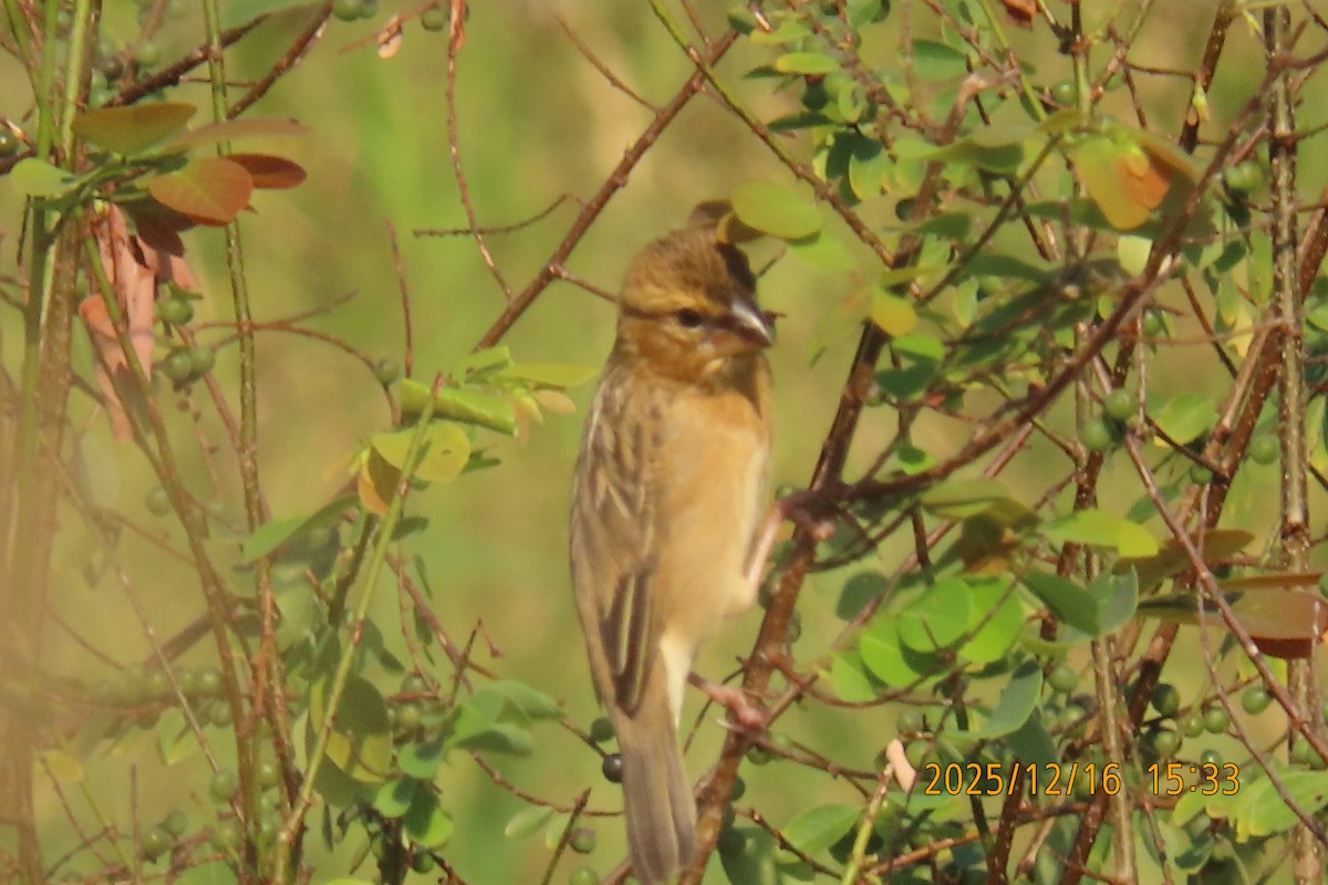 Ткачик золоточеревий - ML647018425