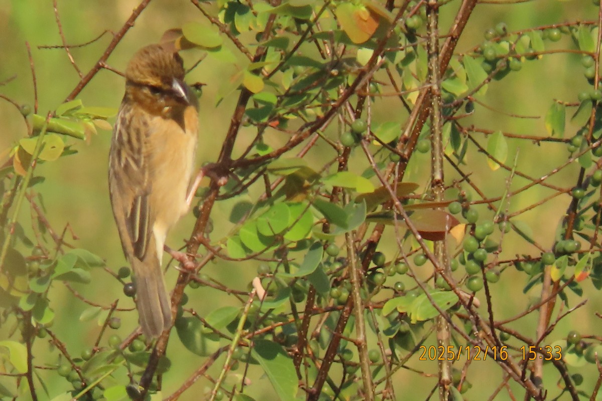 Ткачик золоточеревий - ML647018427