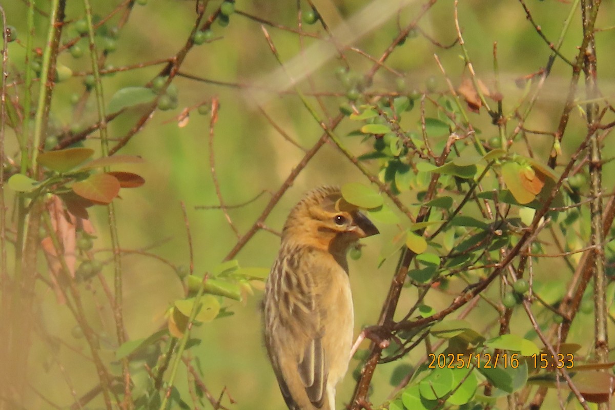 Ткачик золоточеревий - ML647018428
