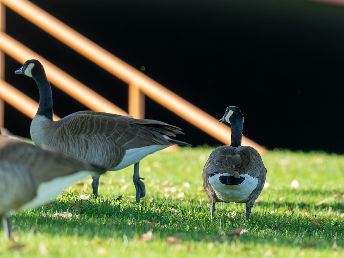 Barnacla Canadiense Grande - ML647018429