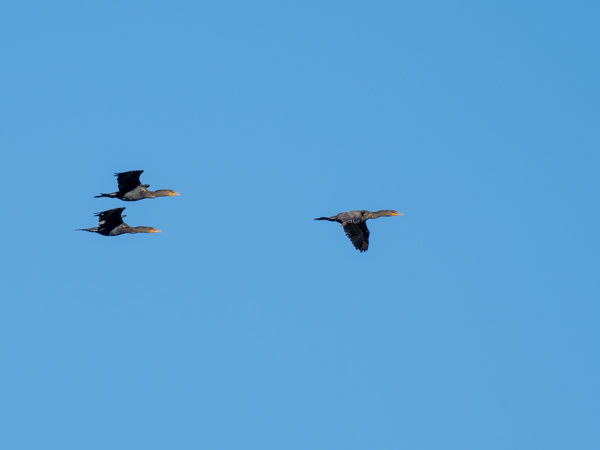 Ушастый баклан - ML647018433