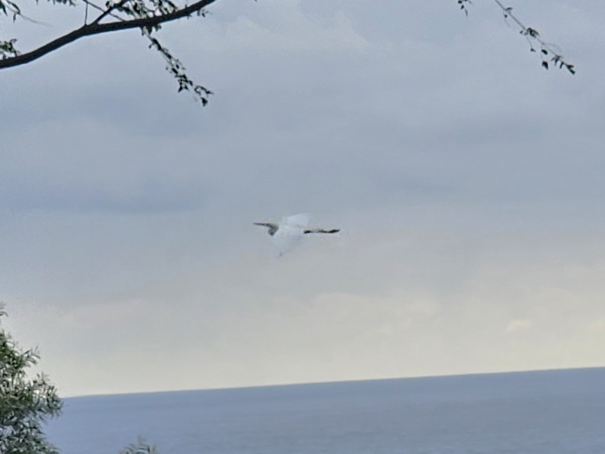 silkehegre - ML647018434