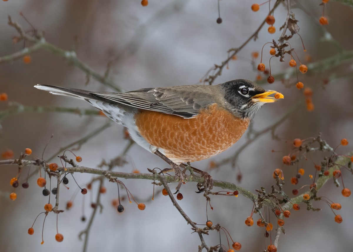 American Robin - ML647018435