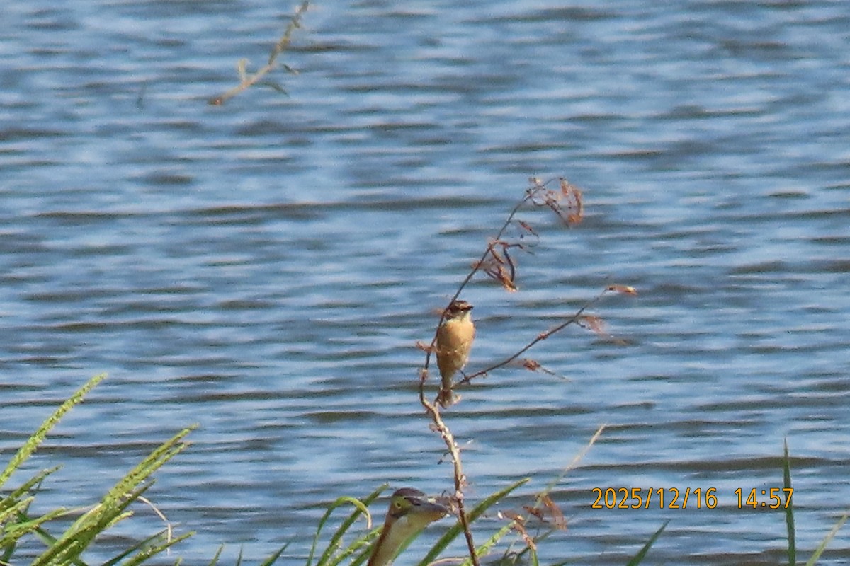 Ткачик золоточеревий - ML647018438