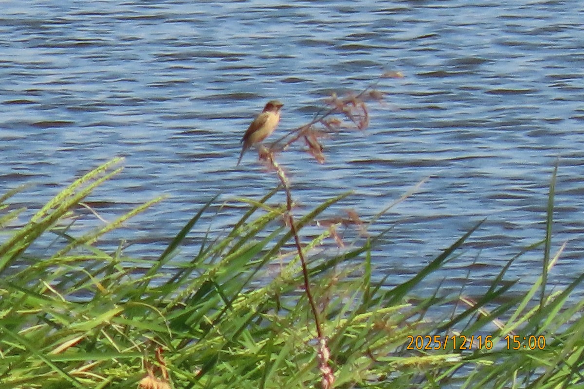 Ткачик золоточеревий - ML647018439