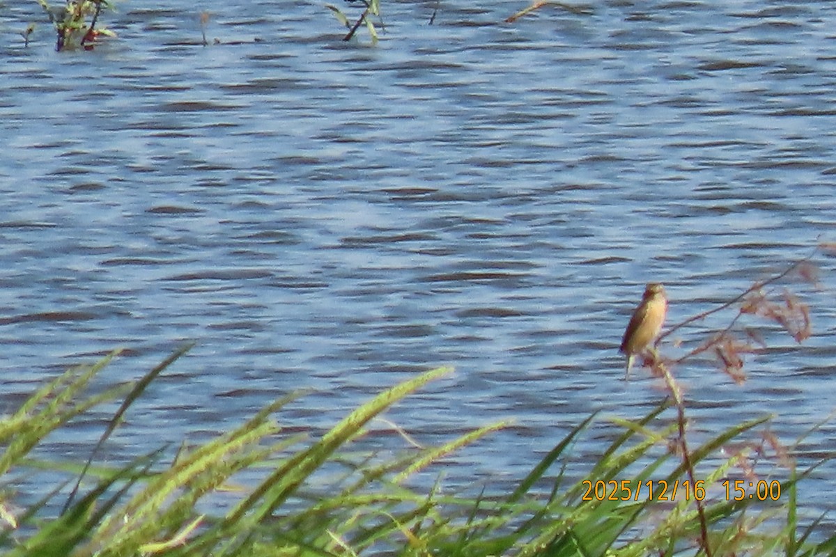 Ткачик золоточеревий - ML647018440