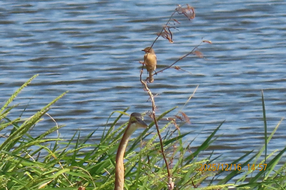 Ткачик золоточеревий - ML647018442