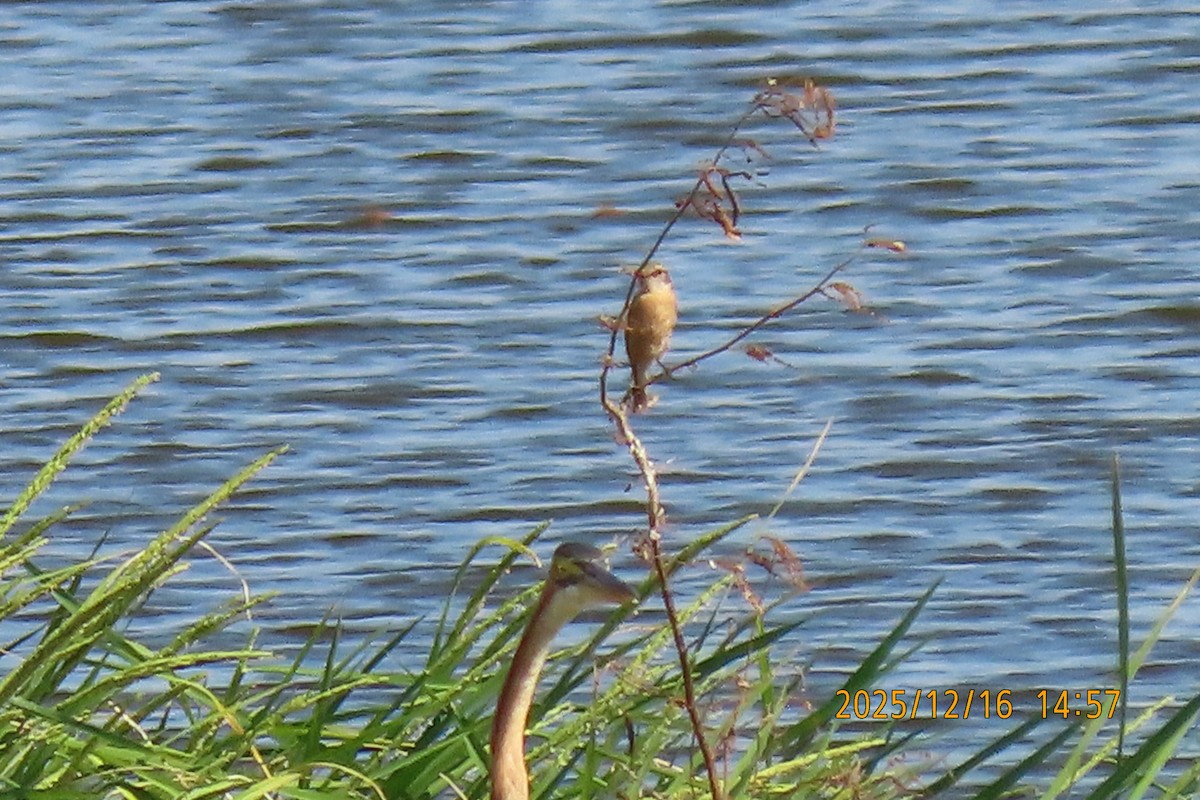 Purple Heron - ML647018443