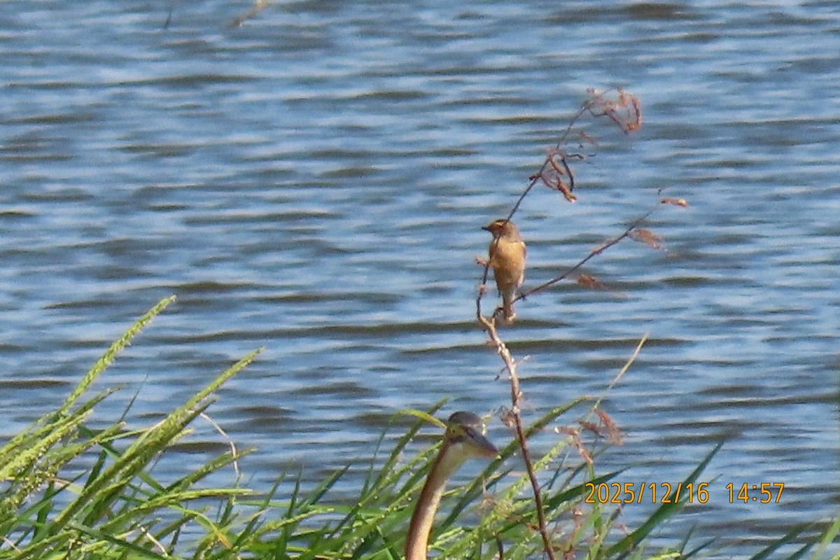 Ткачик золоточеревий - ML647018444