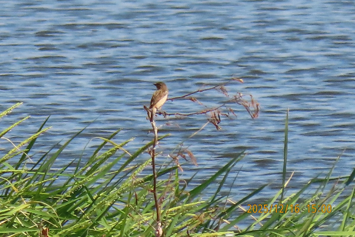 Ткачик золоточеревий - ML647018445