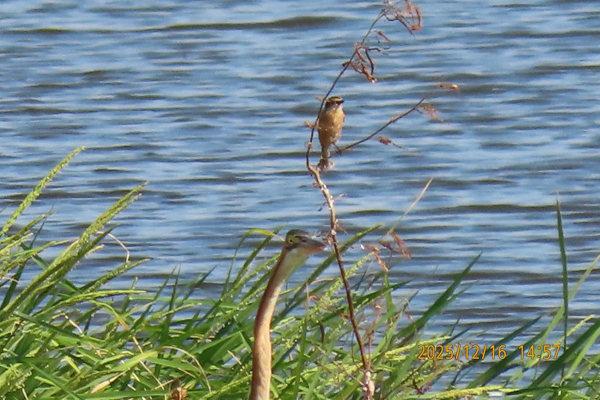 Ткачик золоточеревий - ML647018446