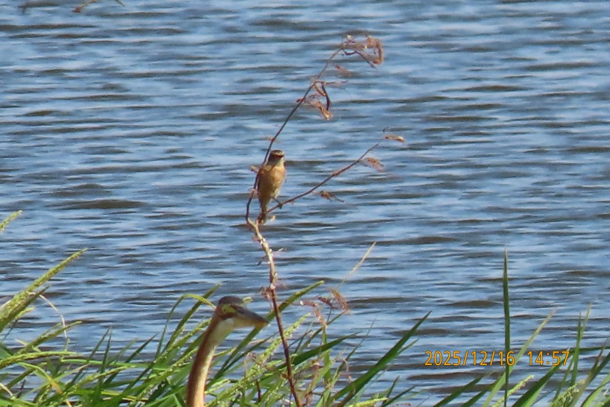 Ткачик золоточеревий - ML647018447