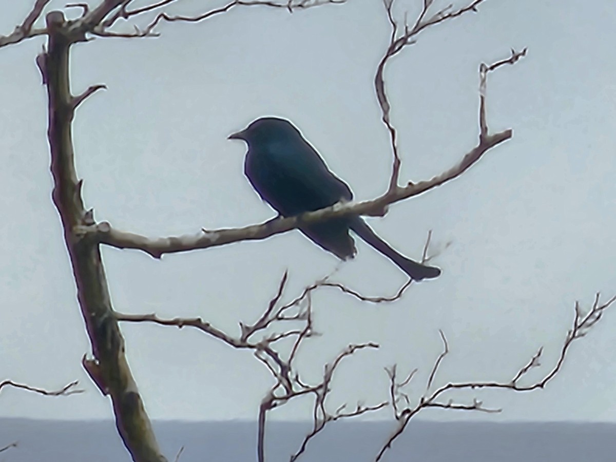 Black Drongo - ML647018469