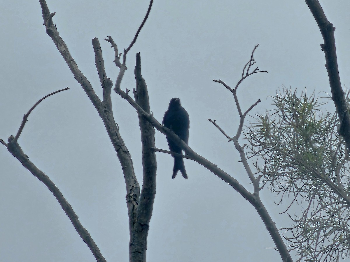 Black Drongo - ML647018470