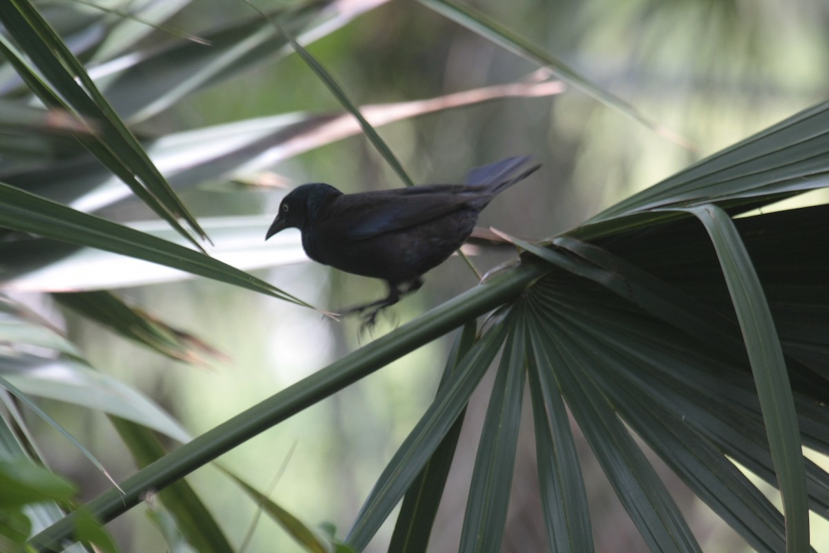 Quiscale bronzé - ML647018473