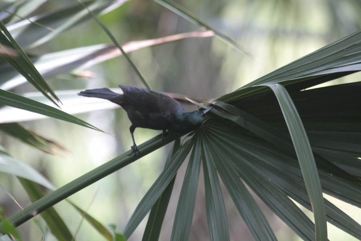 Quiscale bronzé - ML647018474