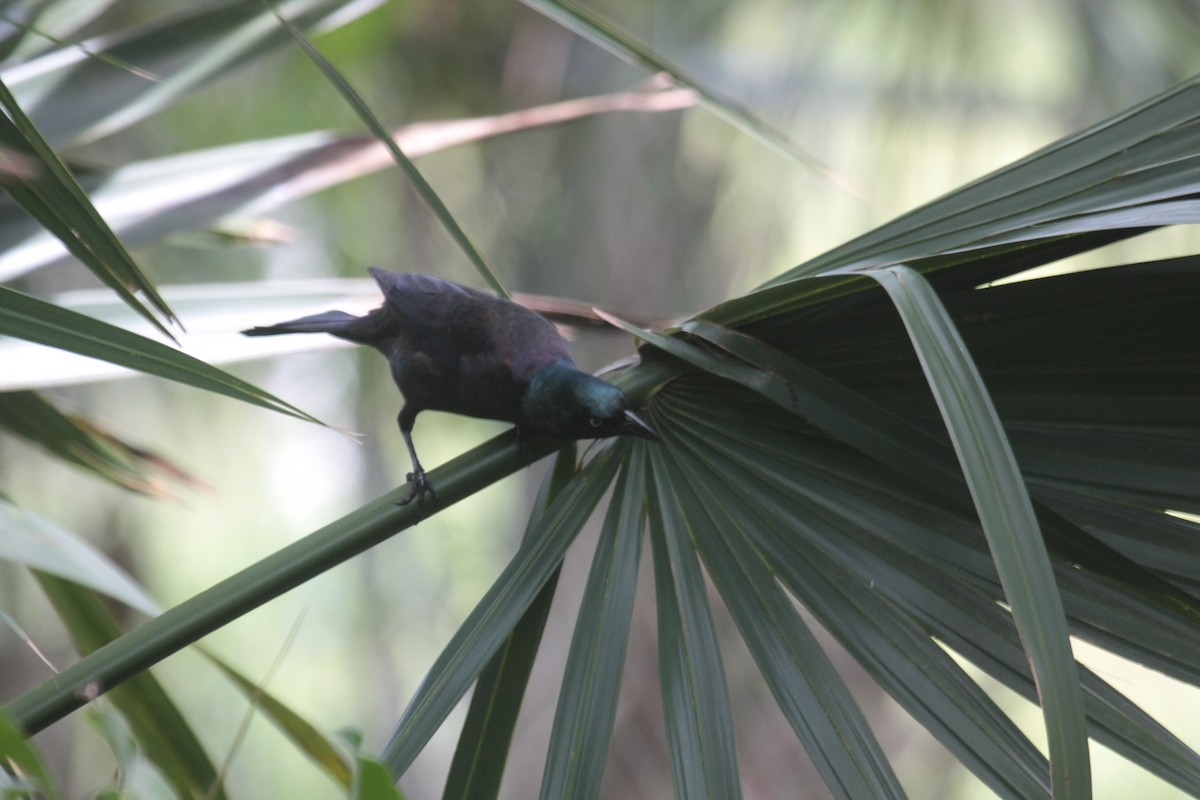 Quiscale bronzé - ML647018476