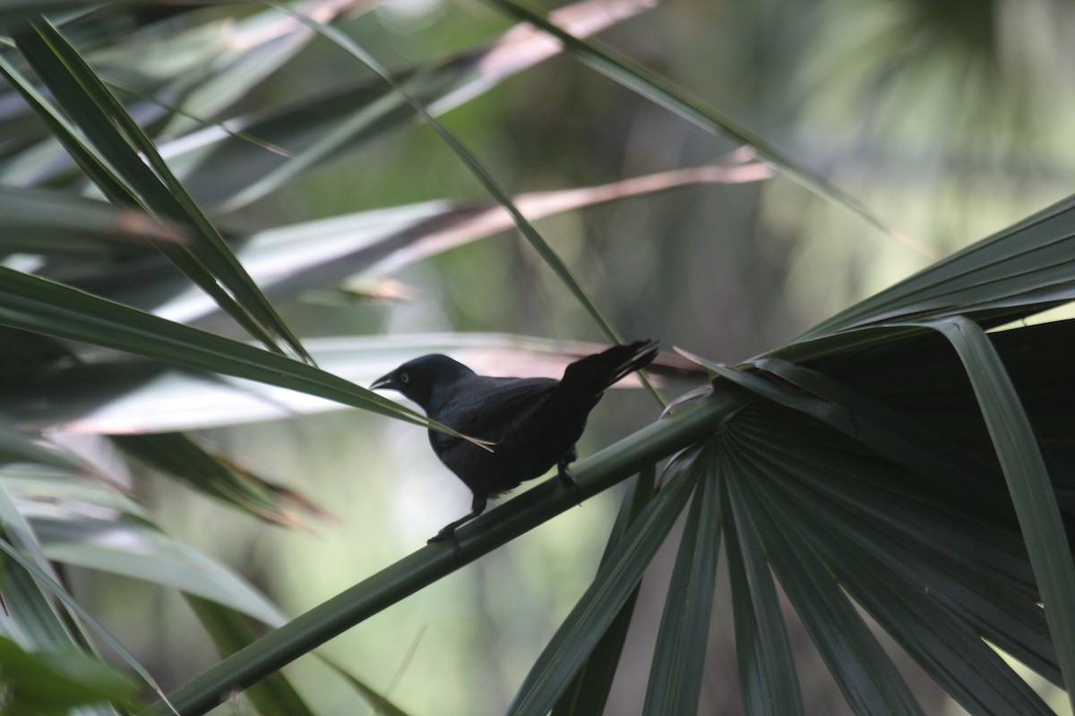 Quiscale bronzé - ML647018477