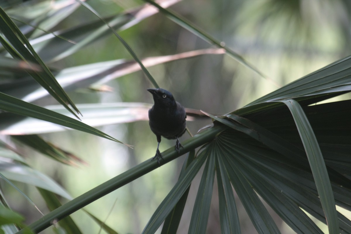 Quiscale bronzé - ML647018478