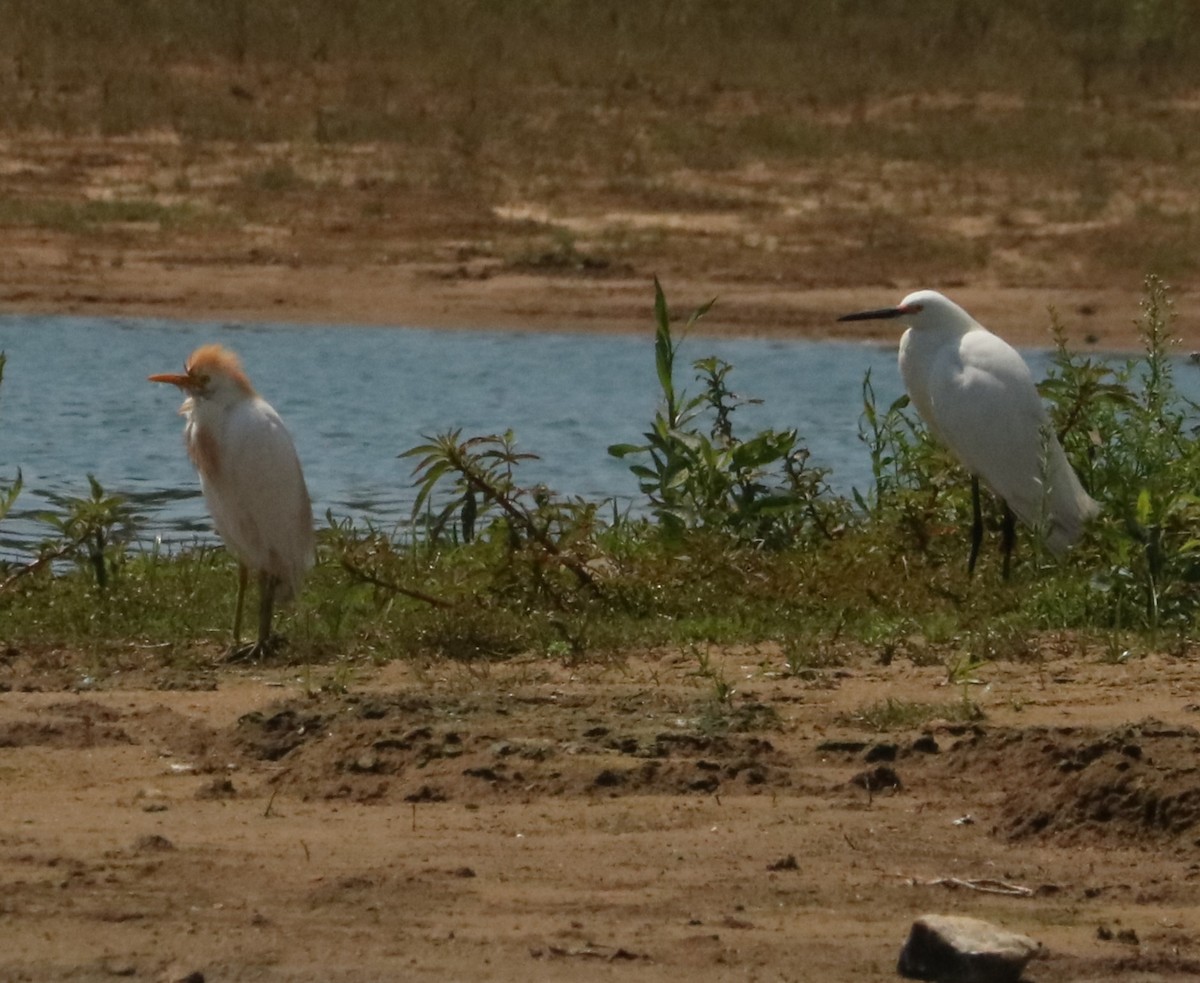 לבנית אמריקנית - ML647018481