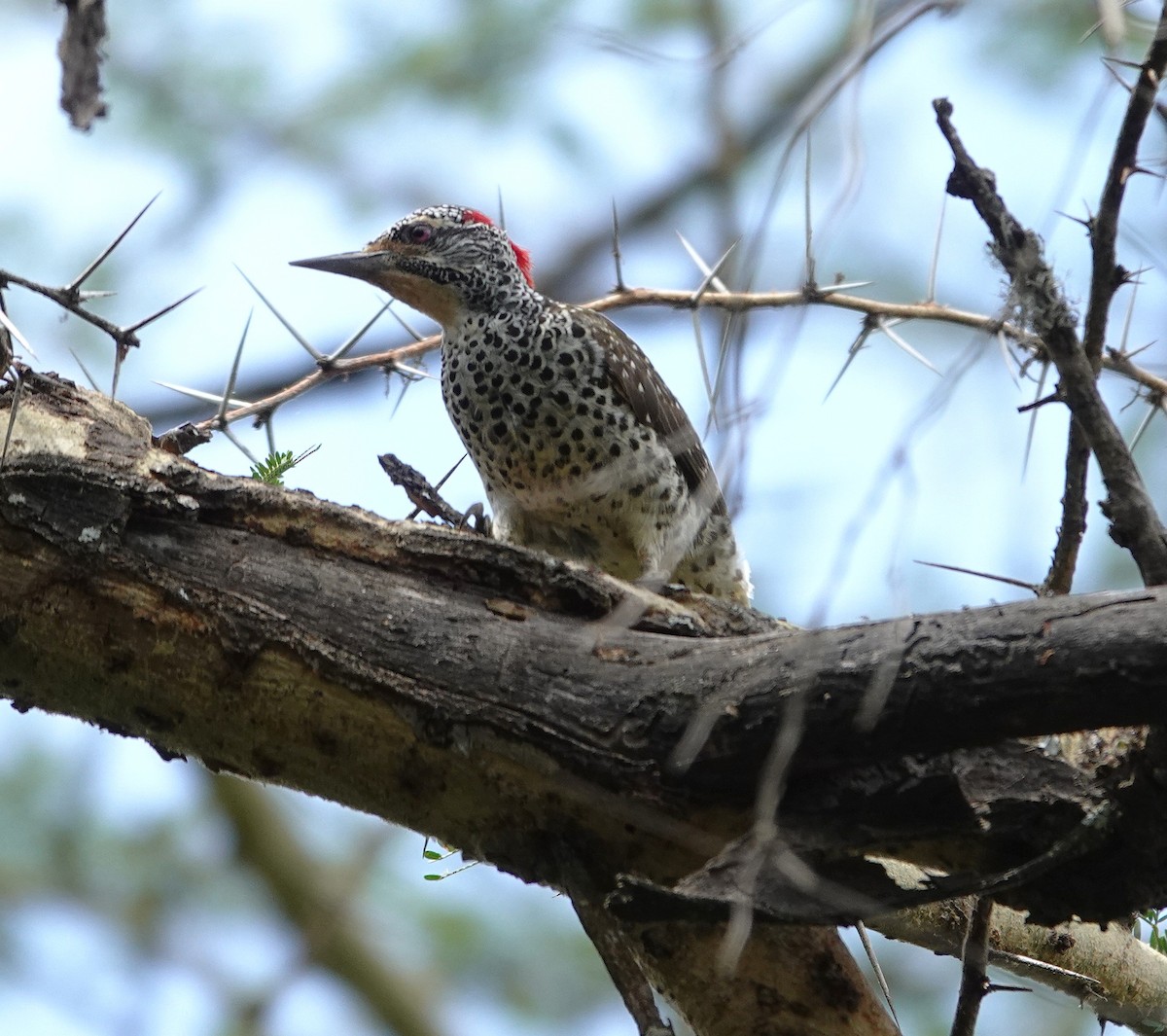 Nubierspecht - ML647018497