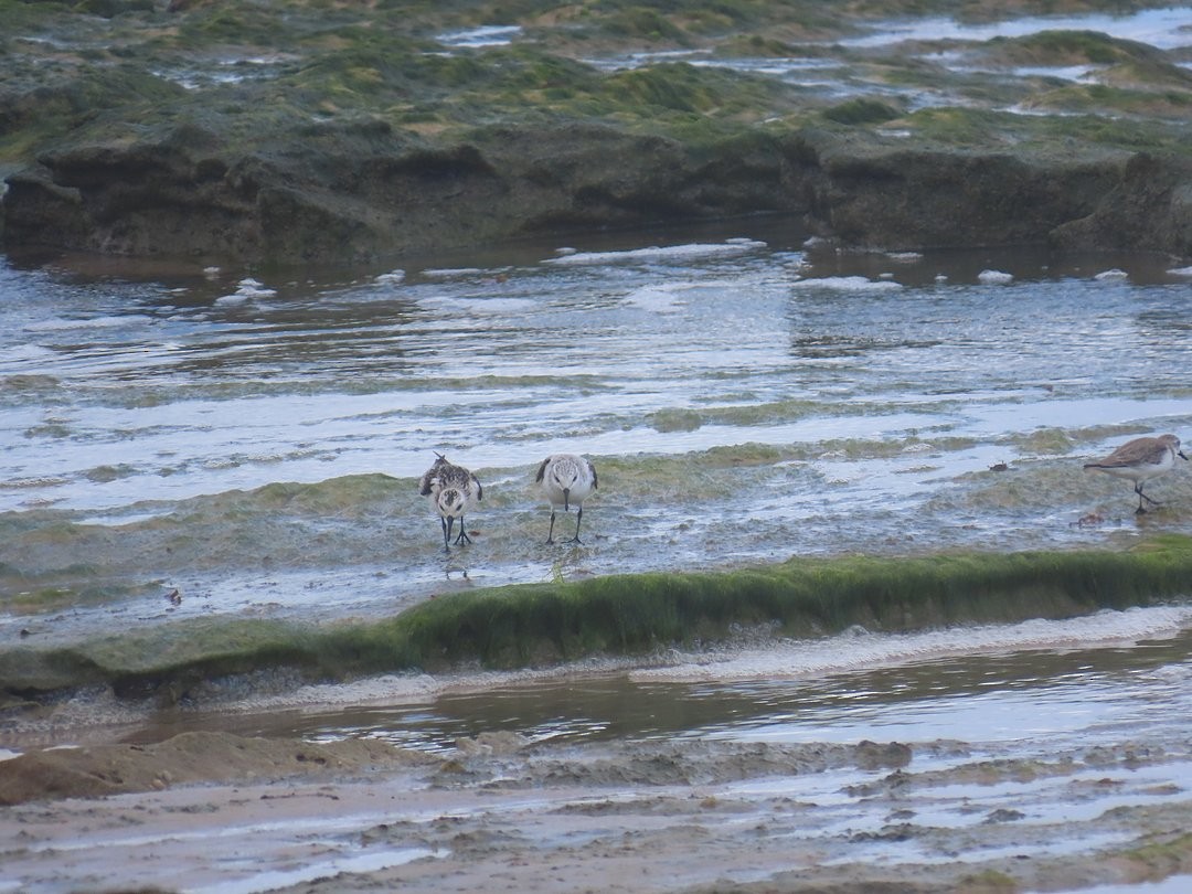 Песчанка - ML647018499