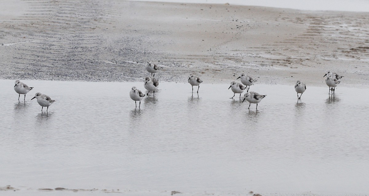 Песчанка - ML647018500