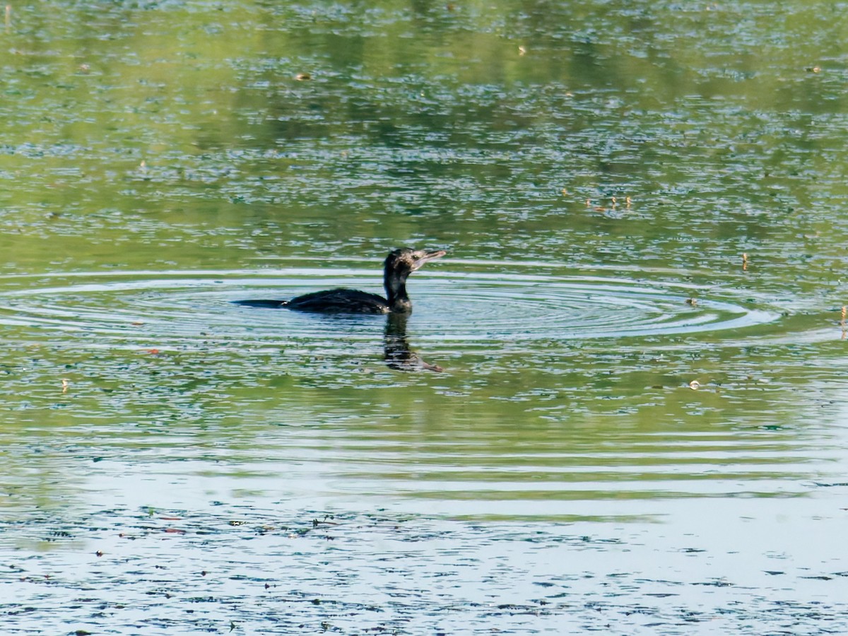 Little Cormorant - ML647018511