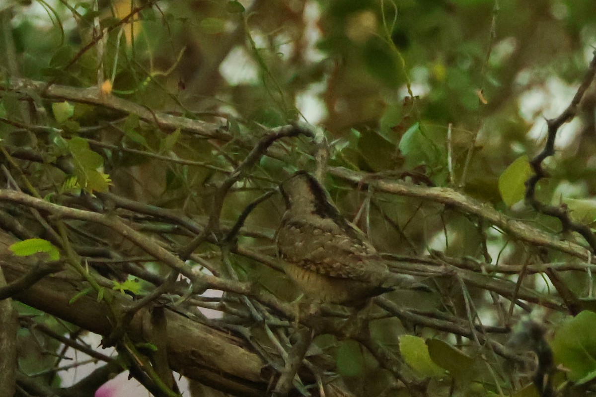 Eurasian Wryneck - ML647018512