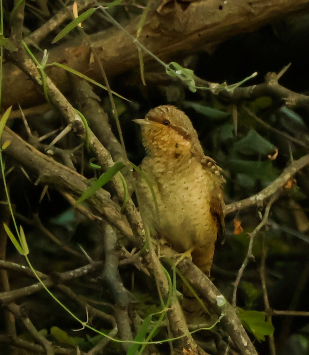 Eurasian Wryneck - ML647018513