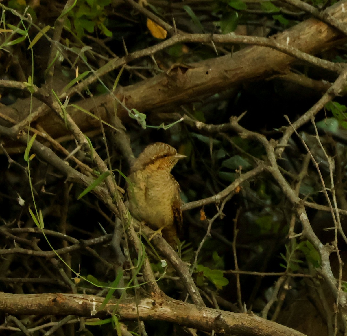 Eurasian Wryneck - ML647018514