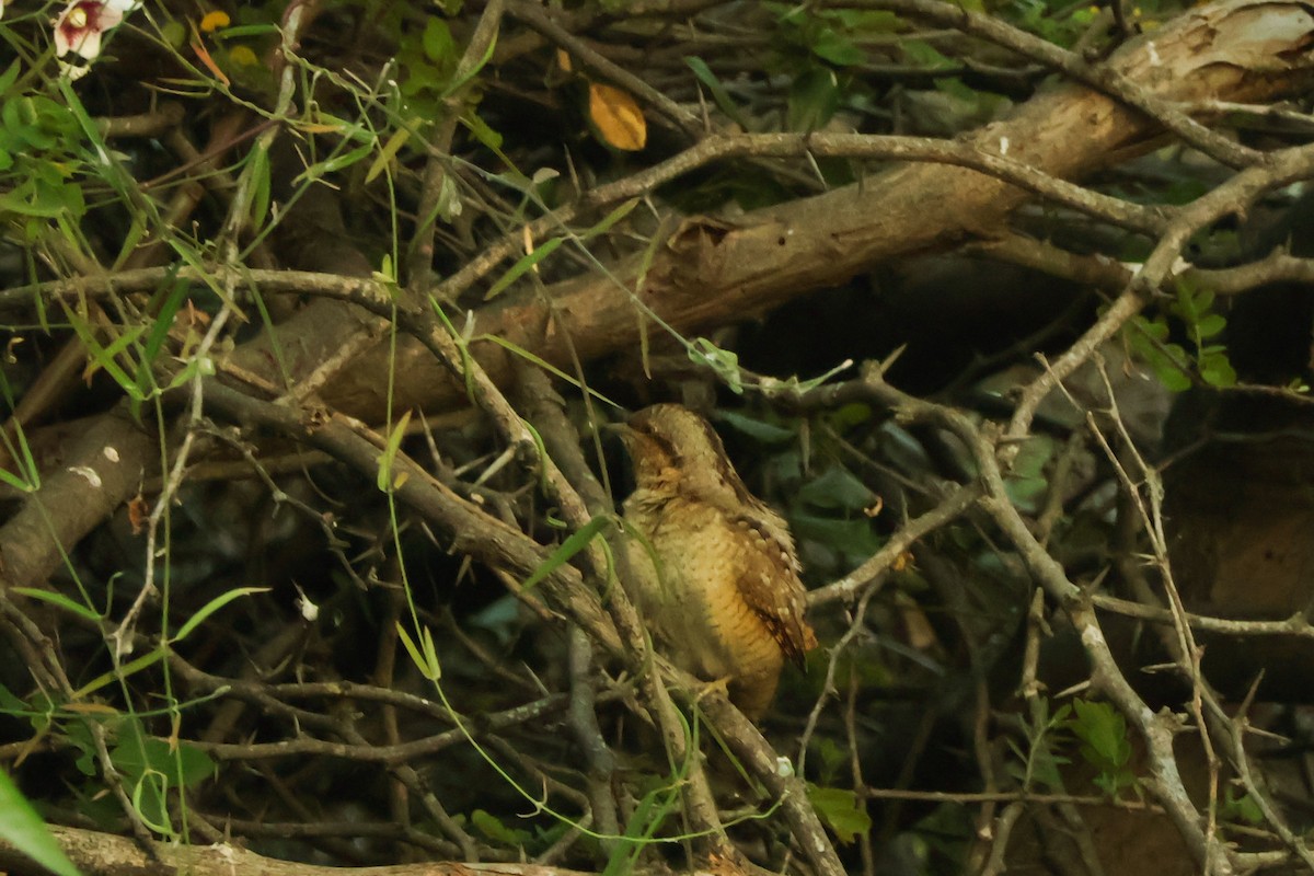 Eurasian Wryneck - ML647018515