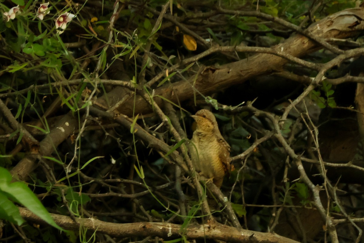 Eurasian Wryneck - ML647018516