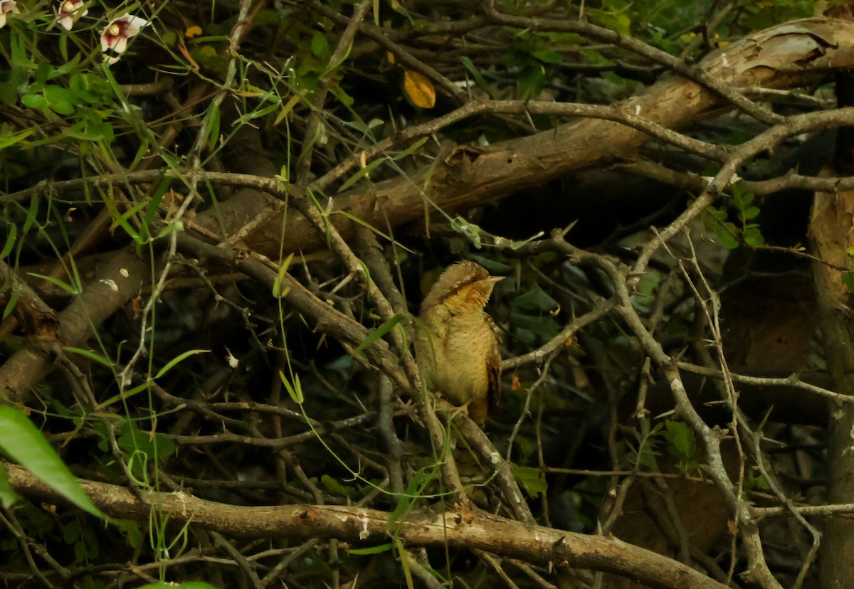 Eurasian Wryneck - ML647018517