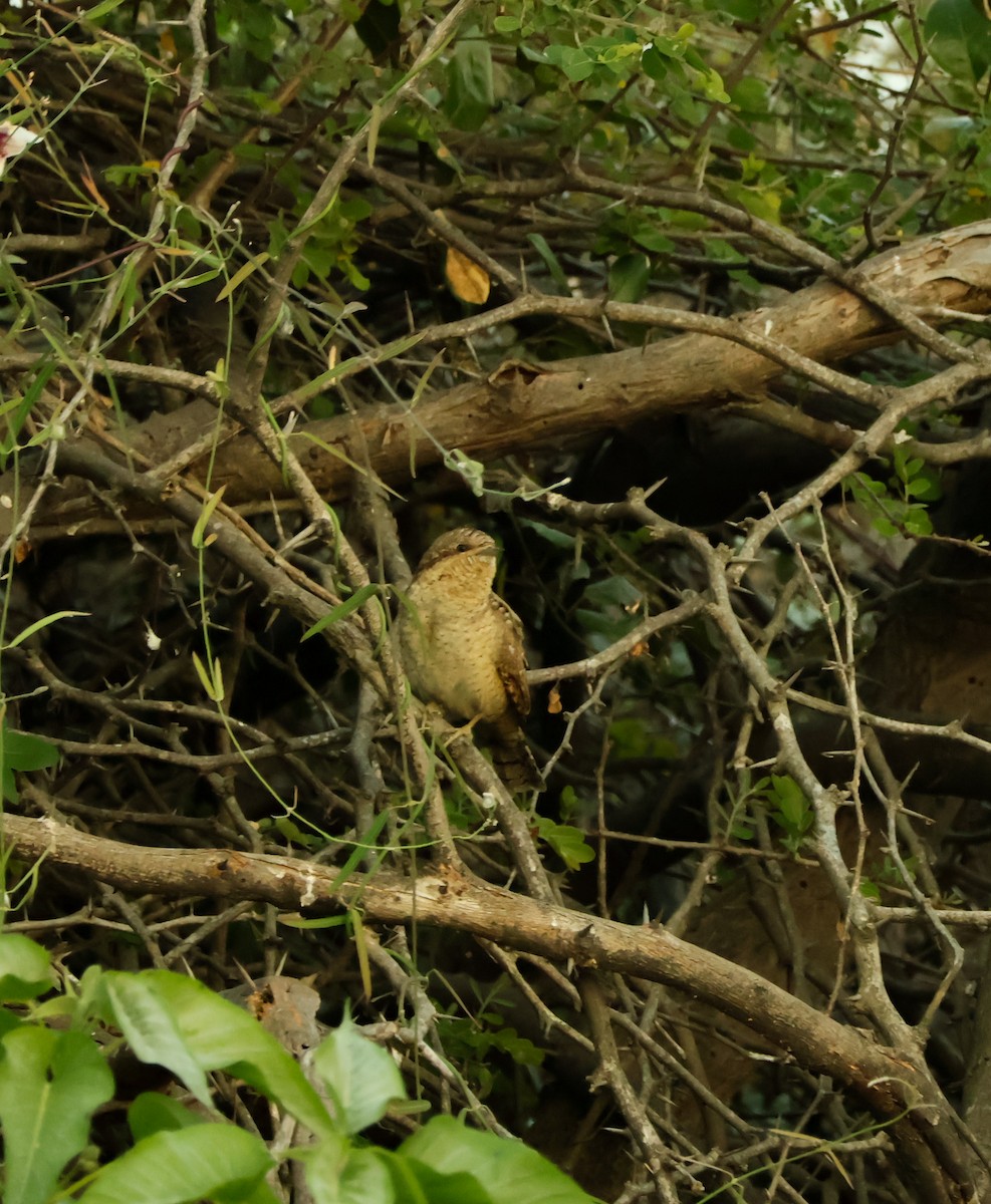 Eurasian Wryneck - ML647018518