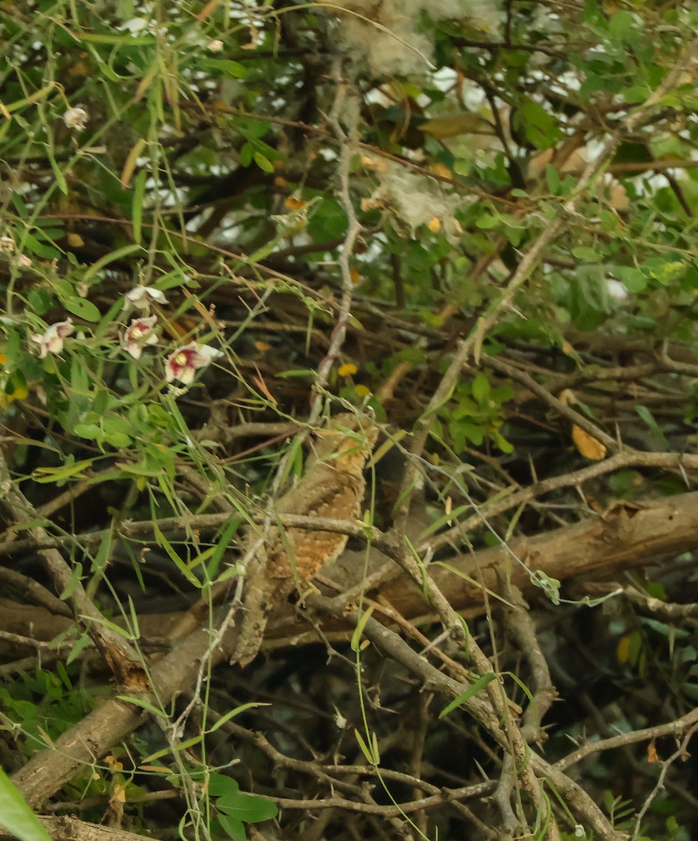Eurasian Wryneck - ML647018519
