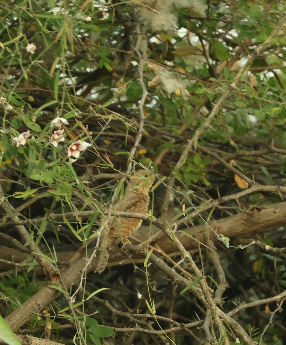 Eurasian Wryneck - ML647018520
