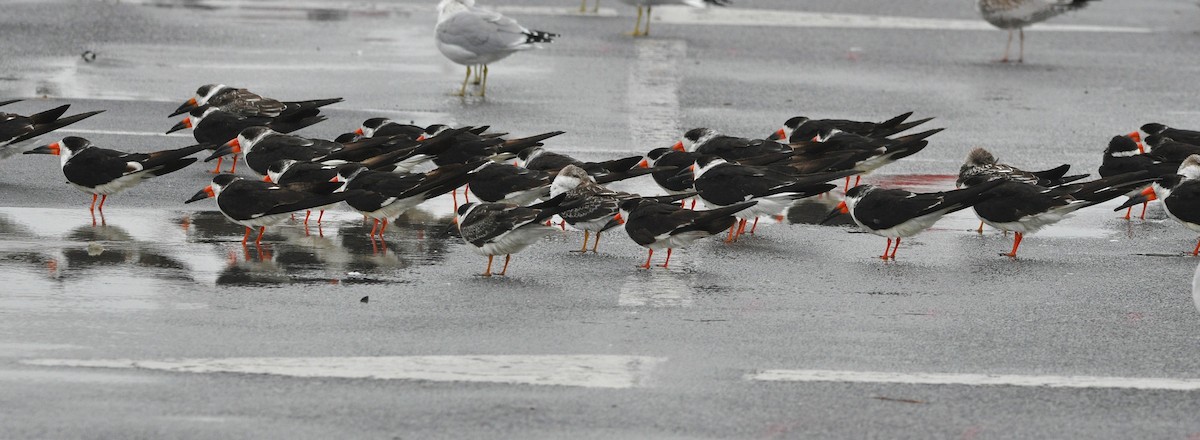Black Skimmer (niger) - ML647018521