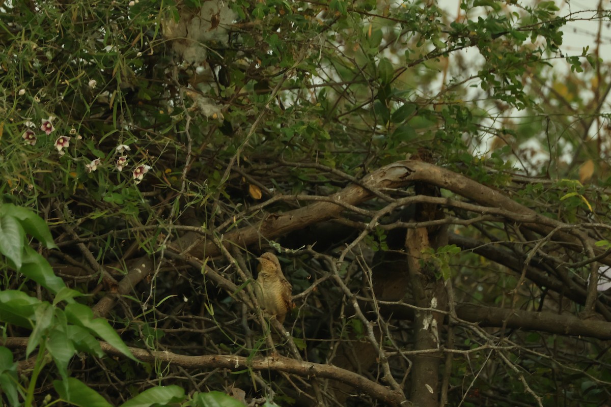 Eurasian Wryneck - ML647018522