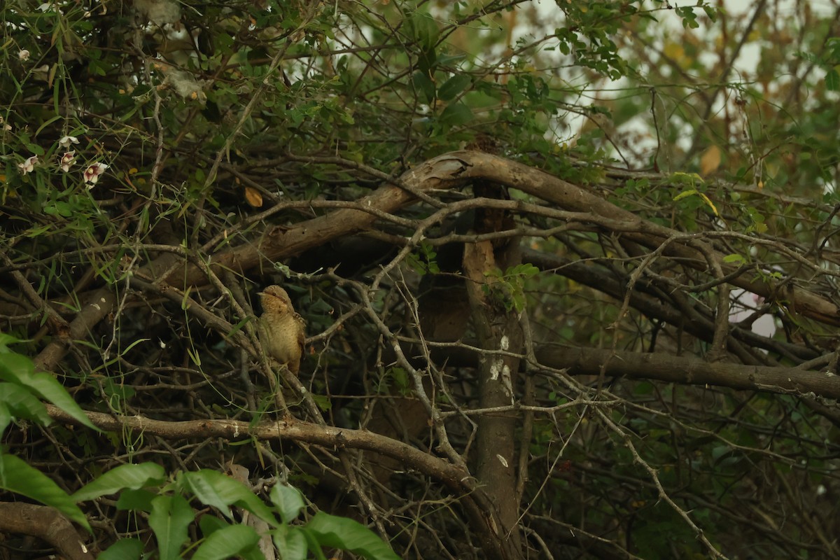 Eurasian Wryneck - ML647018523