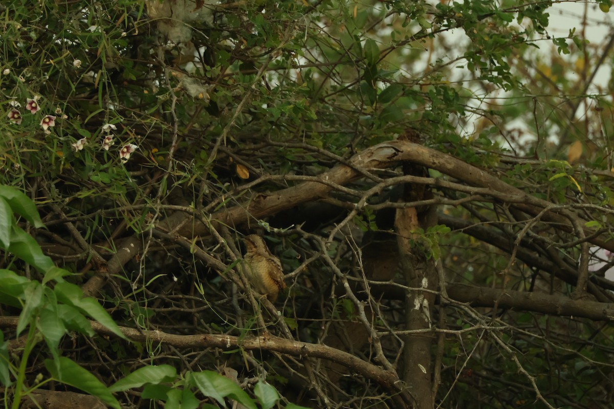 Eurasian Wryneck - ML647018524