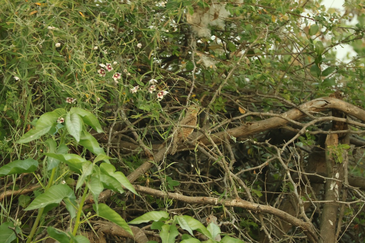 Eurasian Wryneck - ML647018525