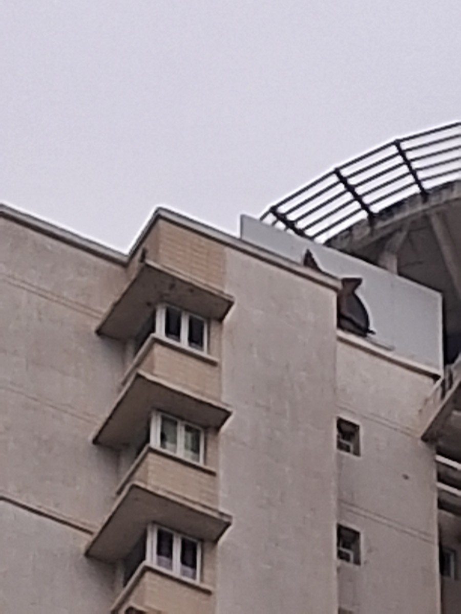 Эгэл шонхор - ML647018529