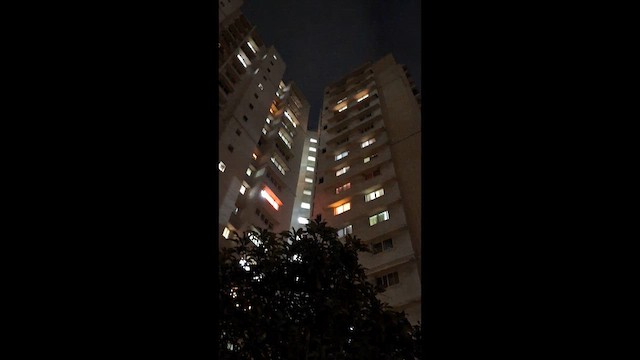 Eastern Barn Owl - ML647018563